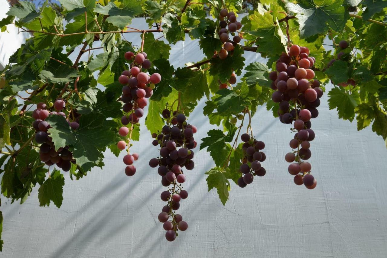 فيلا Cortijo El Abejaruco Almuñécar المظهر الخارجي الصورة